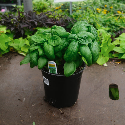 Basilic Genovese (6")