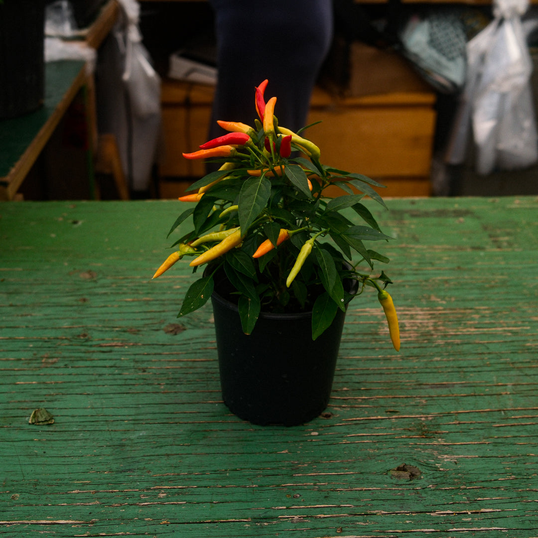 Chilly Chilli Sweet Pepper (5")
