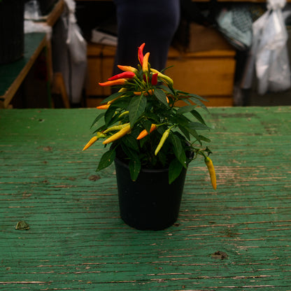 Chilly Chilli Sweet Pepper (5")