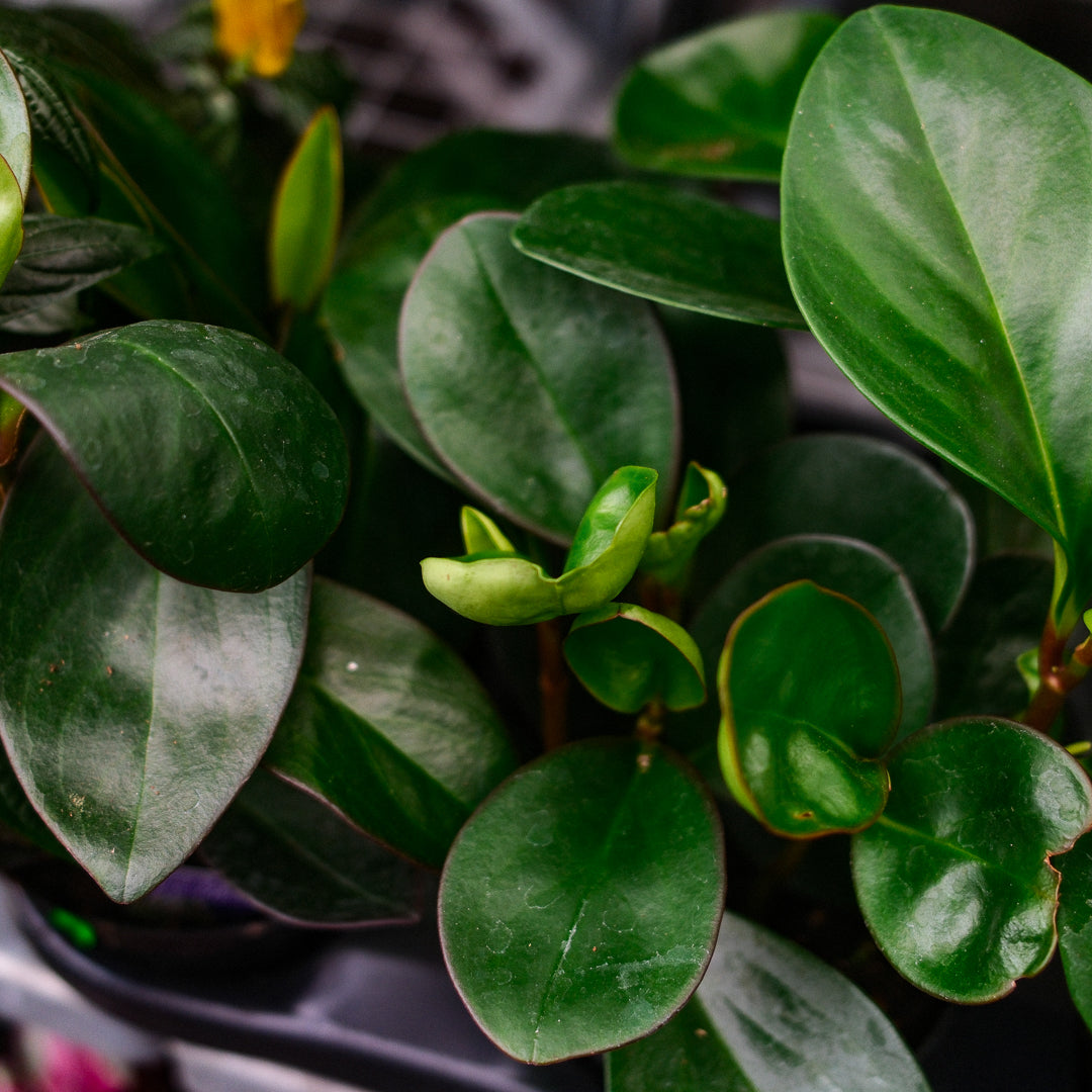 Round Leaf Peperomia (6")