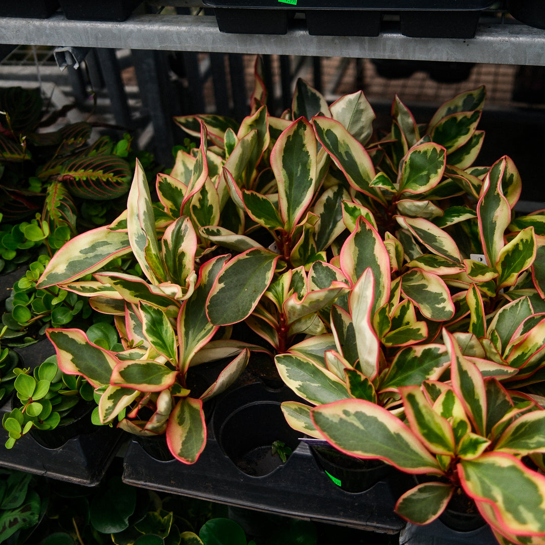 Peperomia 'Ginny' (4,5")