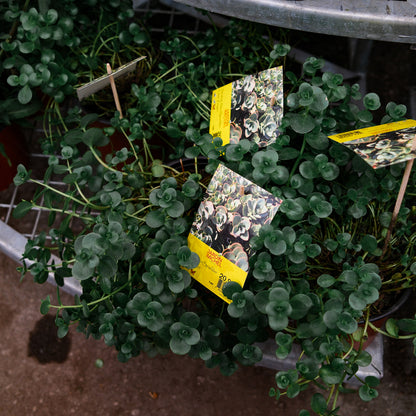 Sedum vivace 'Sun Sparkler Lune Zinger' (6")