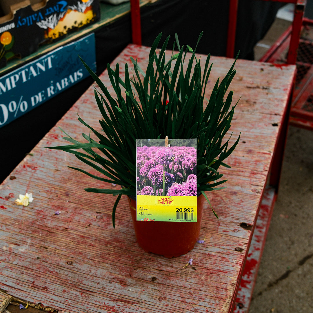 Allium Millenium (6")
