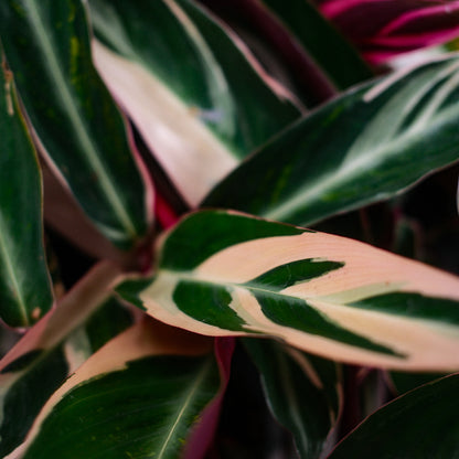 Stromanthe sanguinea 'Triostar' (5")