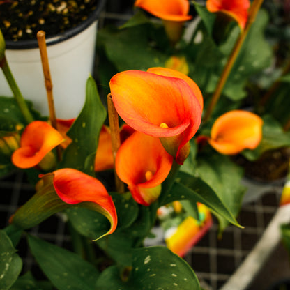 Lys de Calla (6")