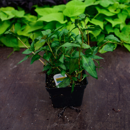 Coriandre vietnamienne (4,5")