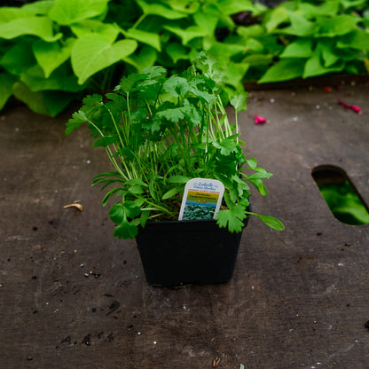 Coriander (4.5") 