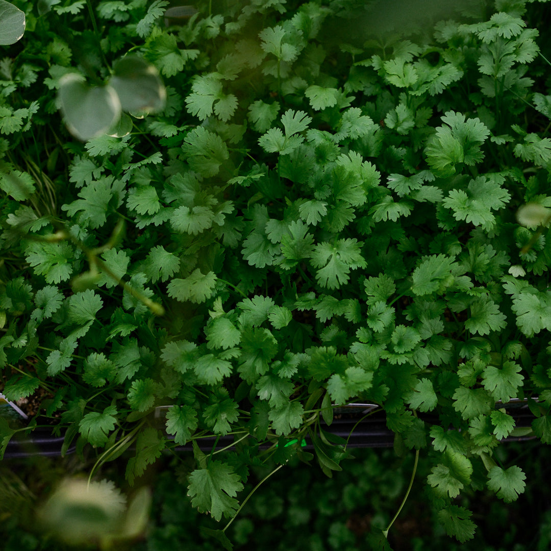 Coriander (4.5") 