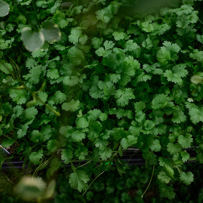Coriander (4.5") 