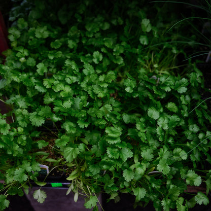 Coriander (4.5") 