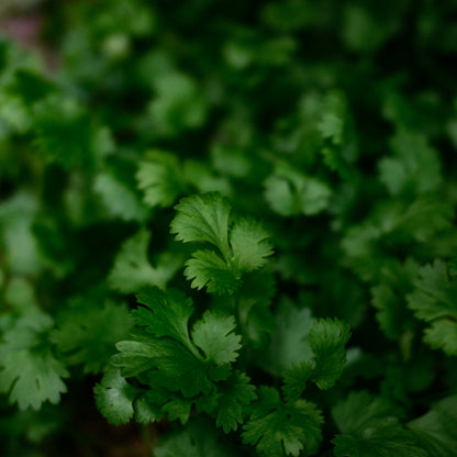 Coriander (4.5") 