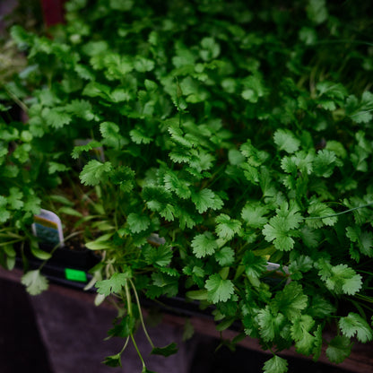 Coriander (4.5") 