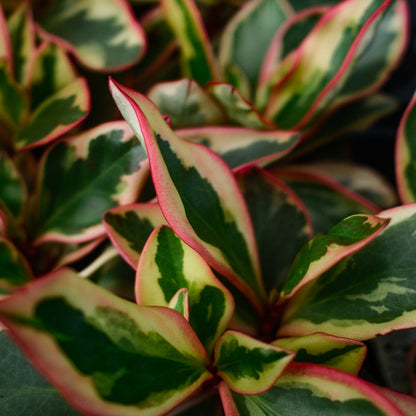 Peperomia 'Ginny' (4,5")