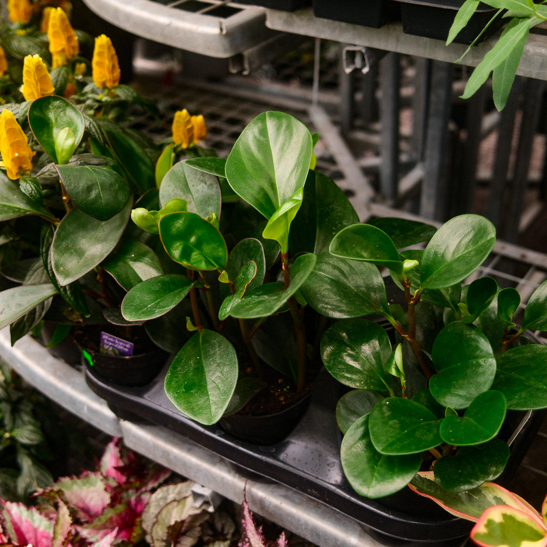 Round Leaf Peperomia (6")