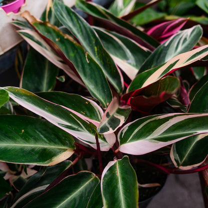 Stromanthe sanguinea 'Triostar' (5")