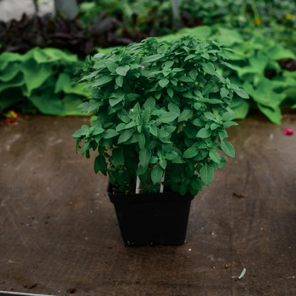 Basil Genovese (4.5")