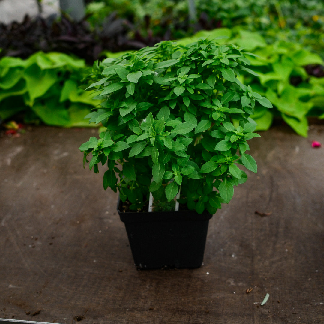Basil Genovese (4.5")