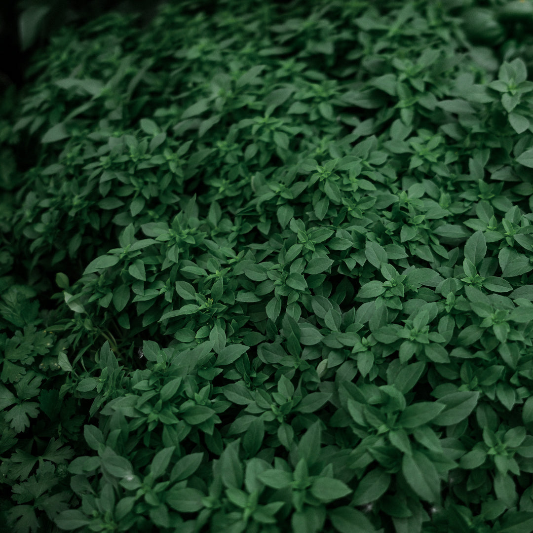 Basil Genovese (4.5")