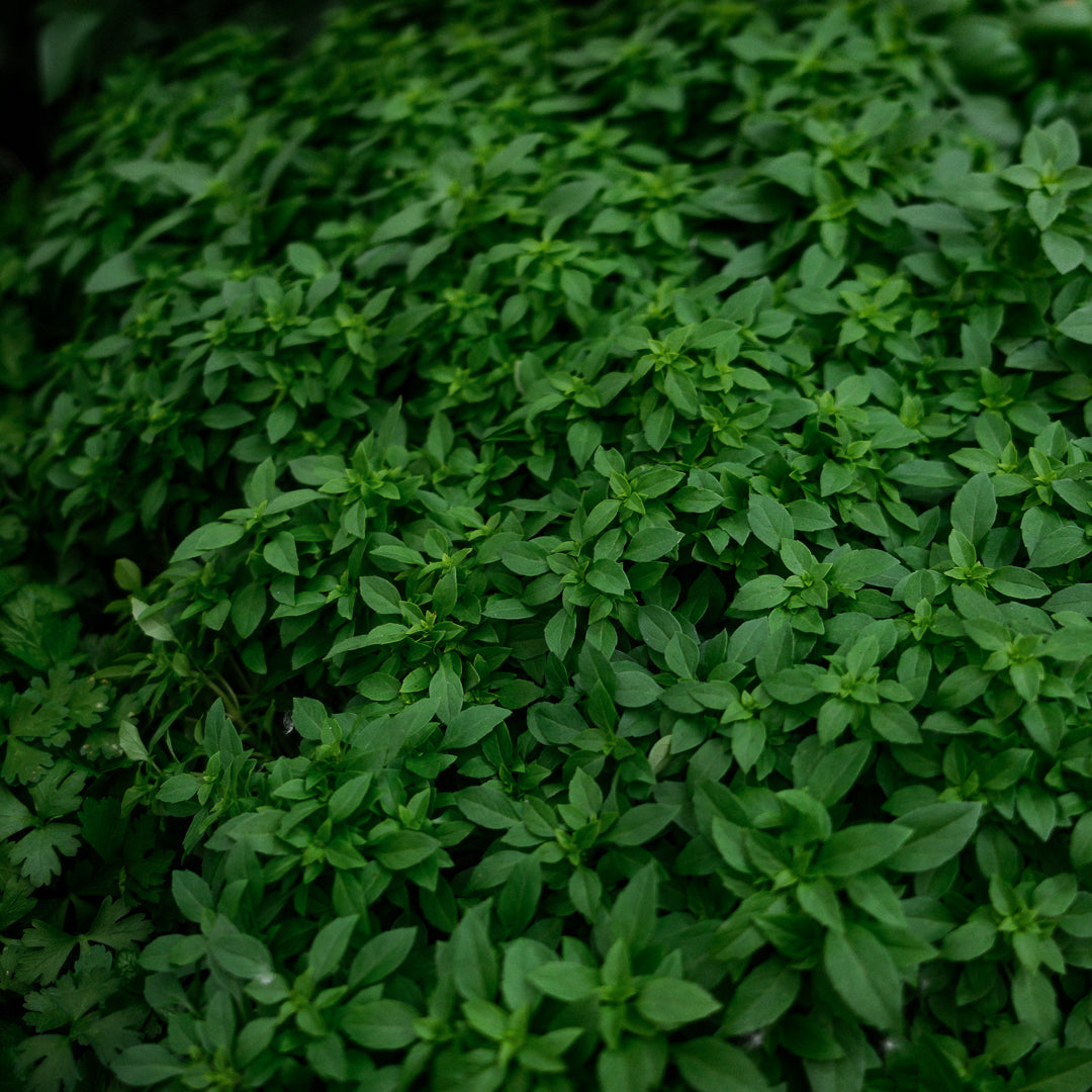 Basil Genovese (4.5")