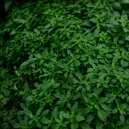 Basil Genovese (4.5")