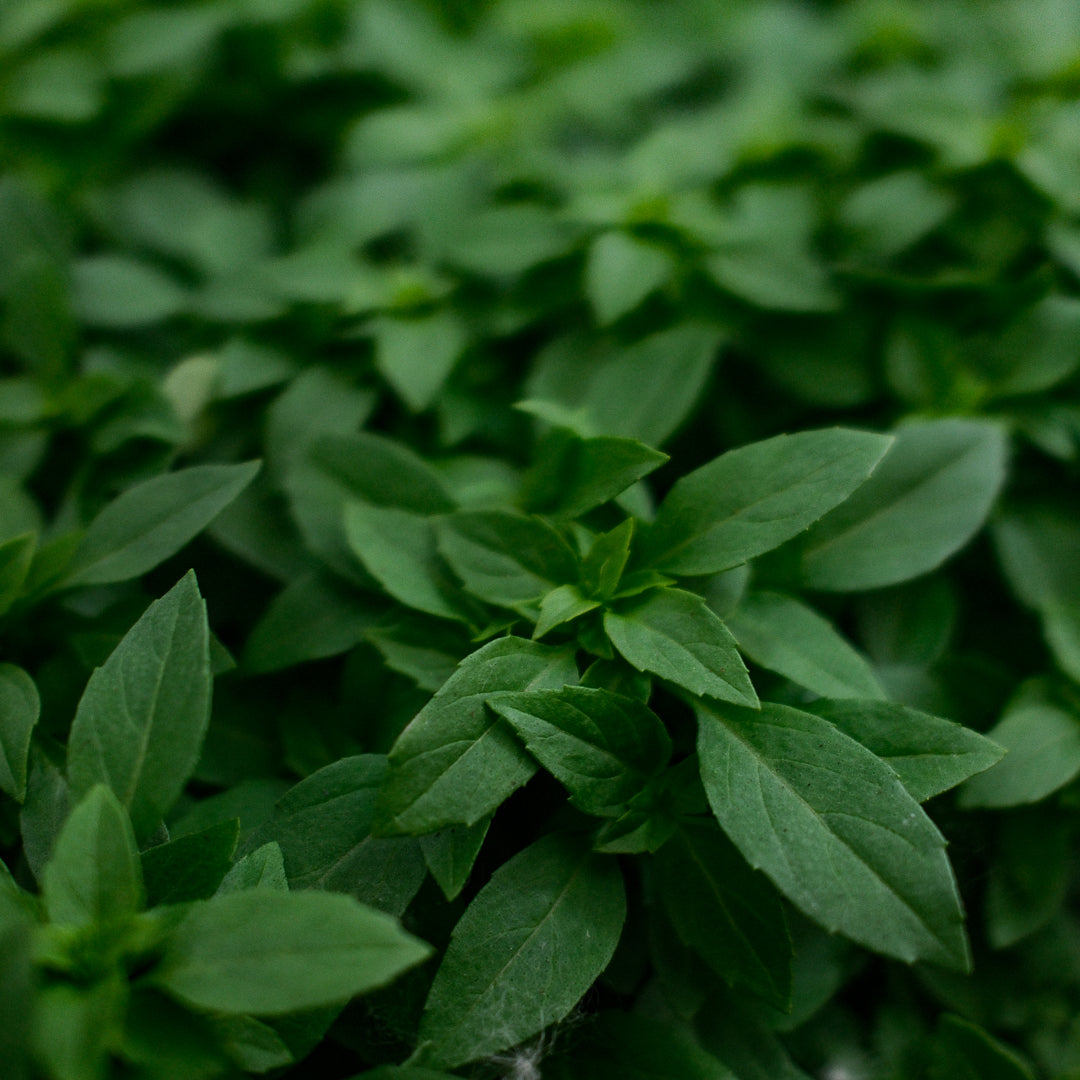 Basil Genovese (4.5")