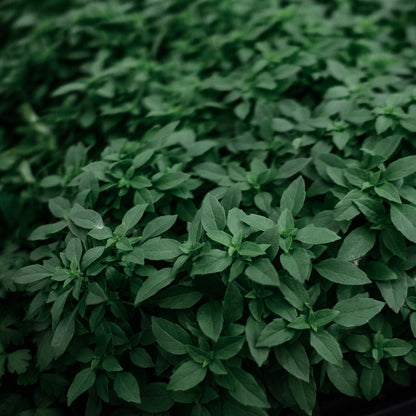 Basil Genovese (4.5")