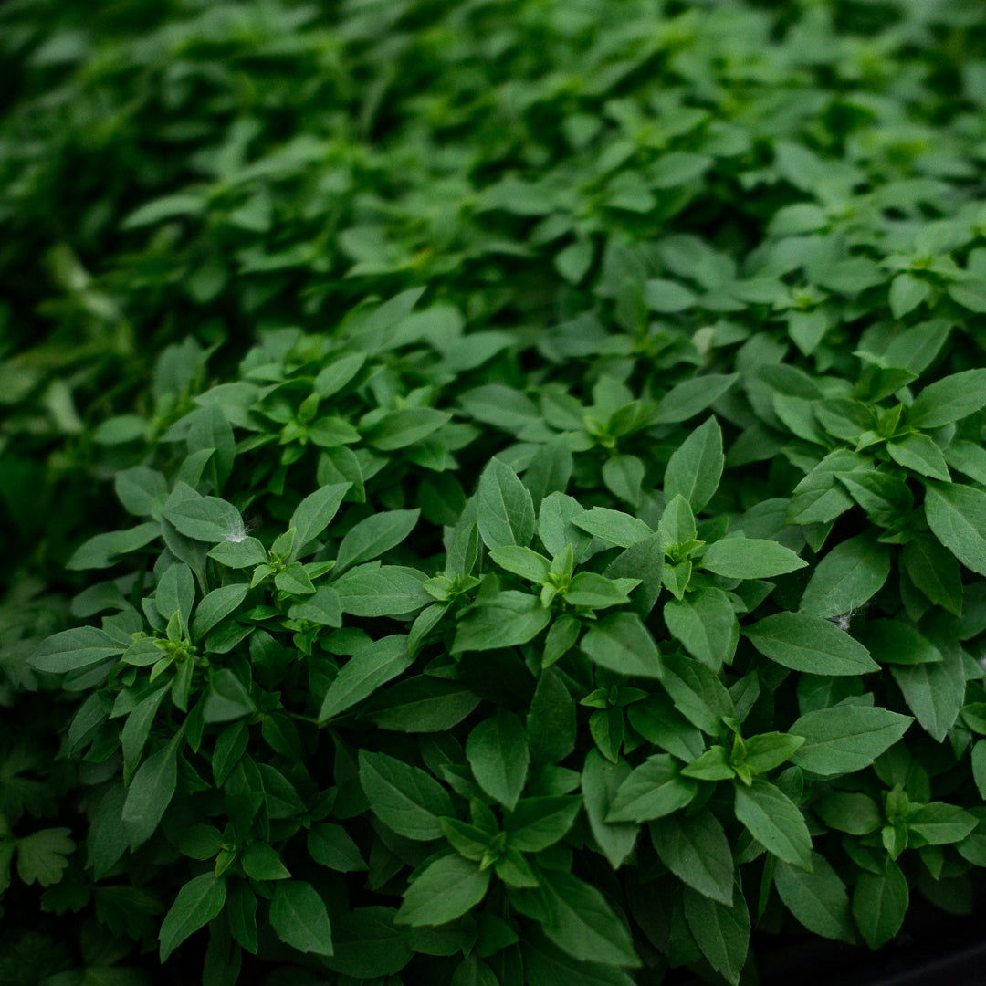 Basil Genovese (4.5")