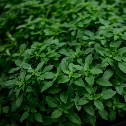 Basil Genovese (4.5")