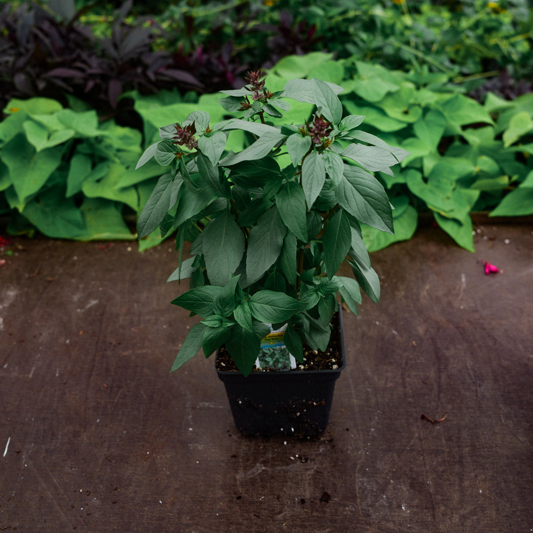 Thai basil (4.5")