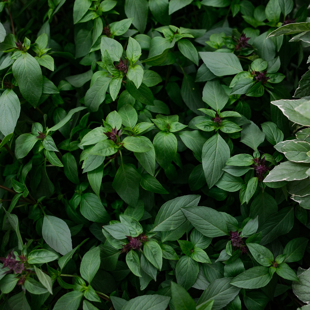 Thai basil (4.5")