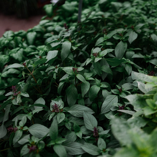 Thai basil (4.5")