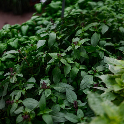 Thai basil (4.5")