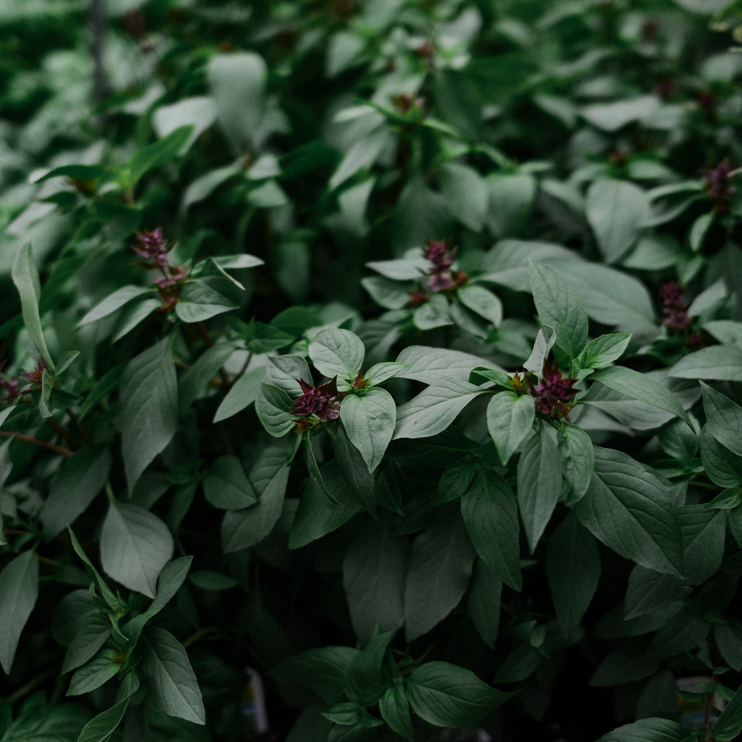 Thai basil (4.5")