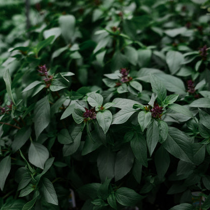 Thai basil (4.5")