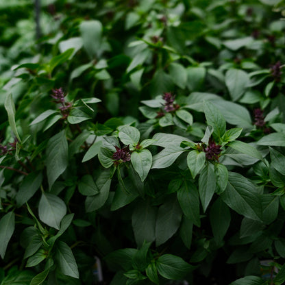 Thai basil (4.5")