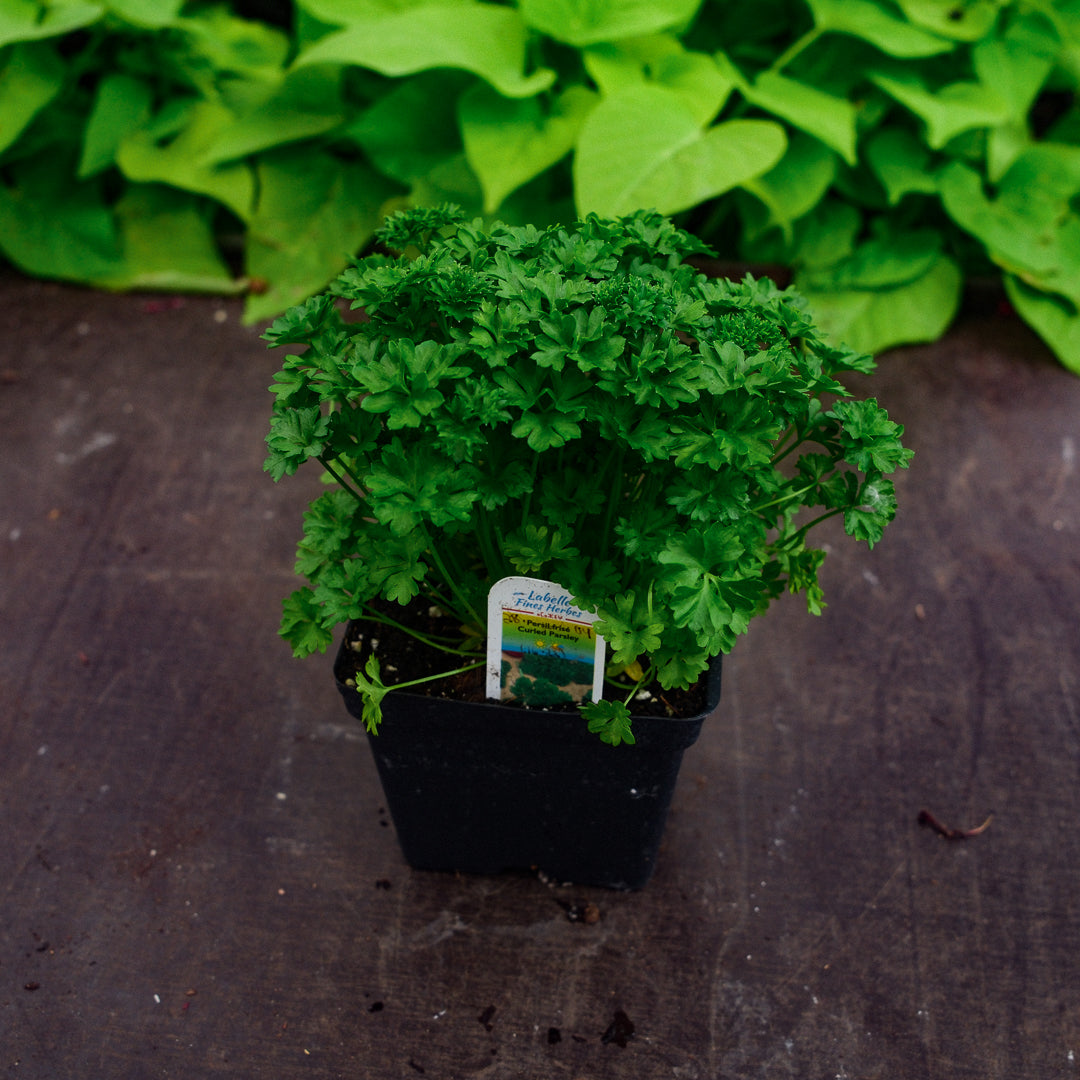 Curly parsley (4.5")