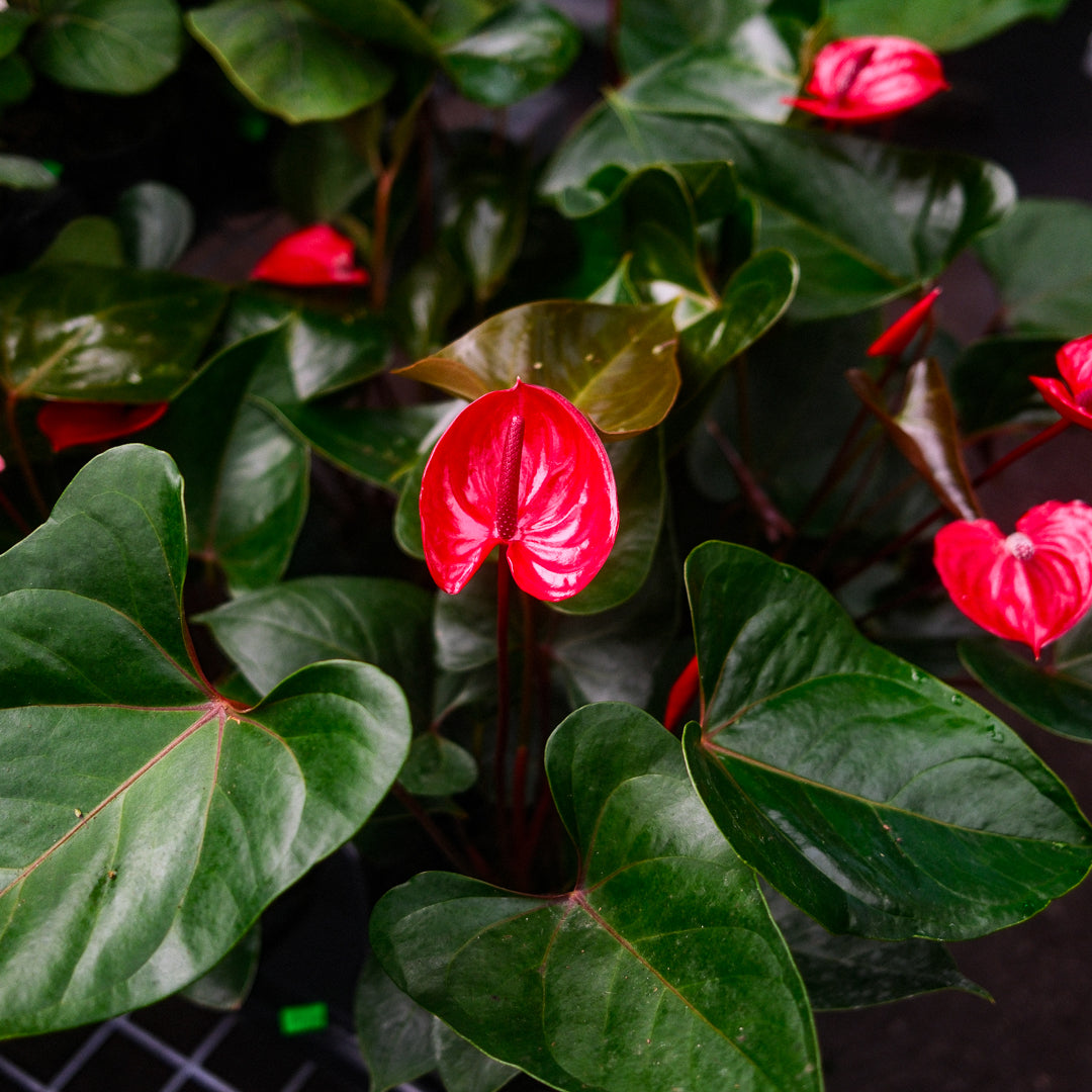 Flamingo Flower (6")