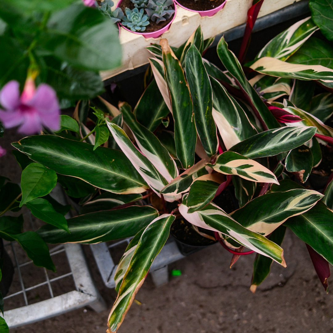 Stromanthe sanguinea 'Triostar' (5")