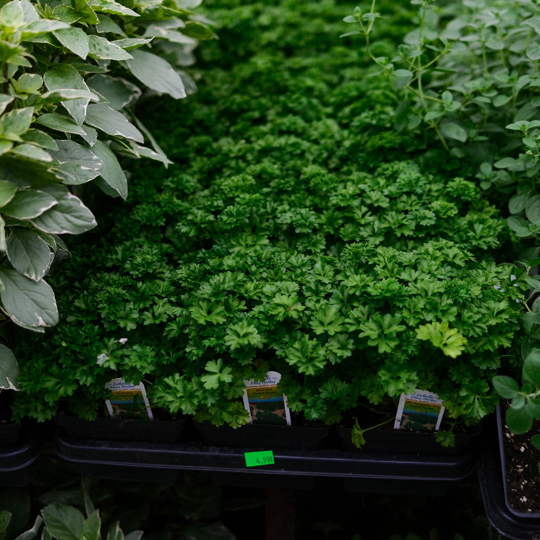 Curly parsley (4.5")
