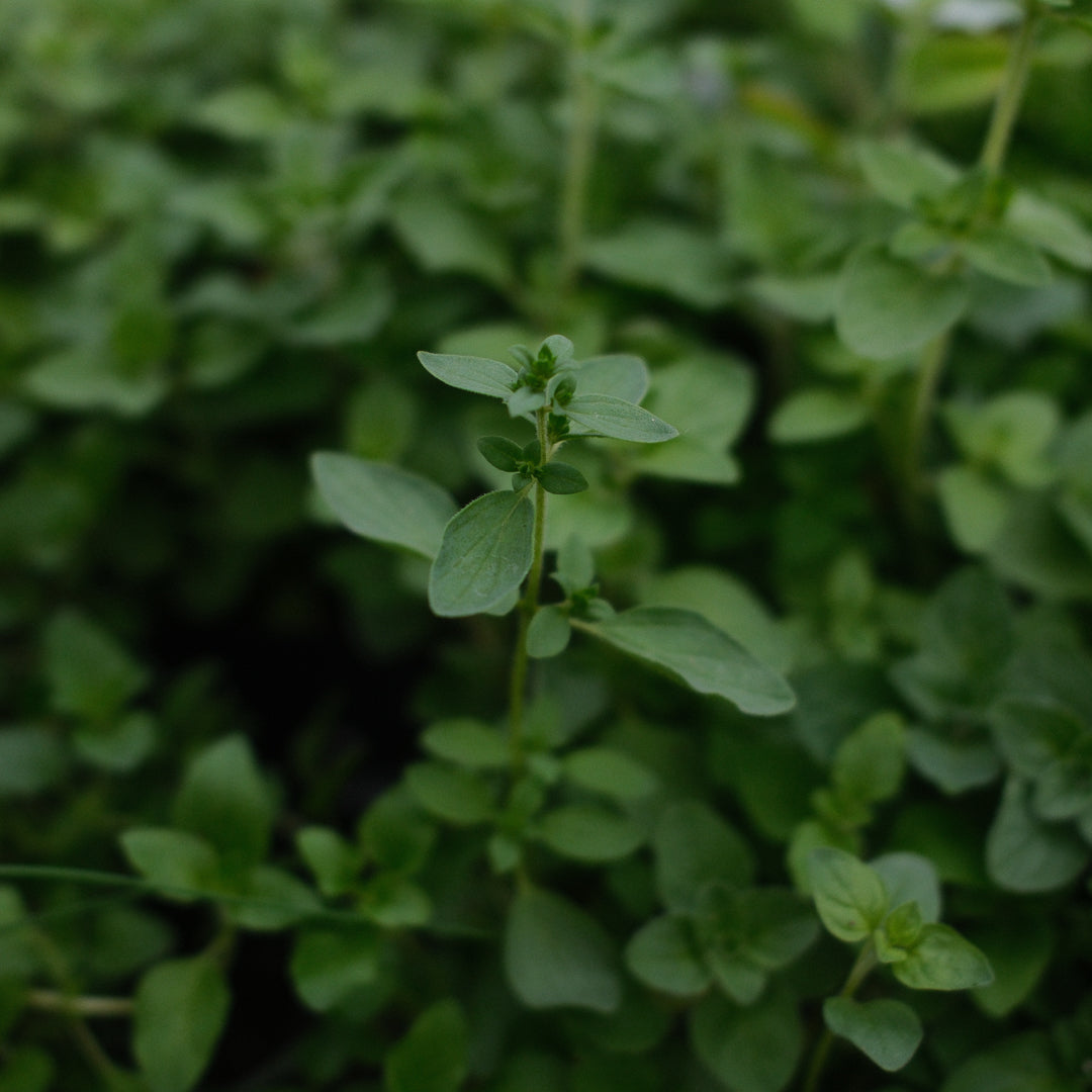 Greek Oregano (4.5")