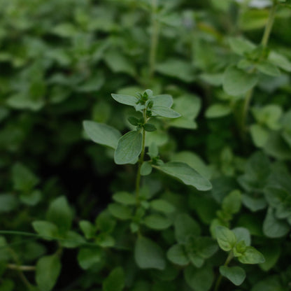 Greek Oregano (4.5")