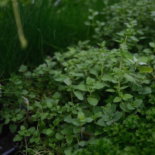 Greek Oregano (4.5")