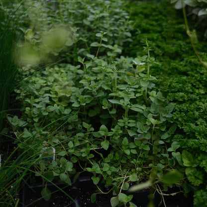 Greek Oregano (4.5")