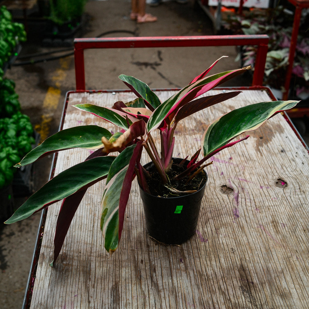 Stromanthe sanguinea 'Triostar' (5")