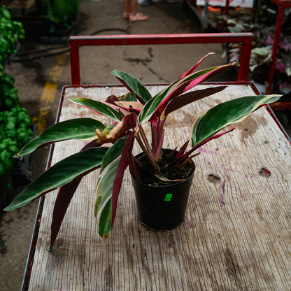 Stromanthe sanguinea 'Triostar' (5")