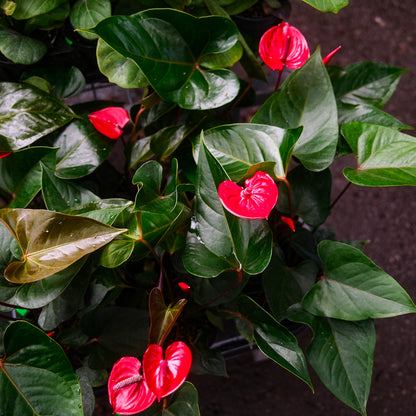 Flamingo Flower (6")