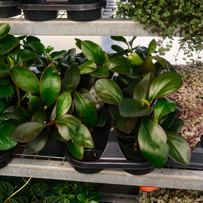 Trailing Peperomia (4,5")