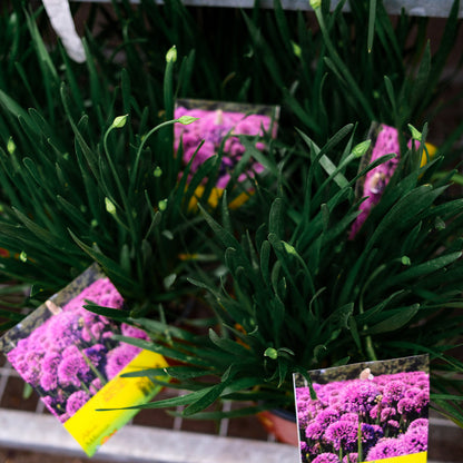 Allium Millenium (6")