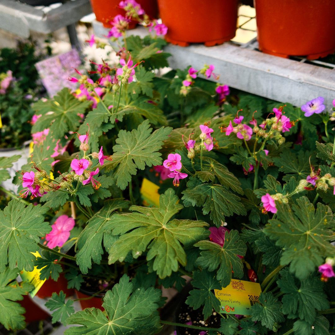 Geranium 'Bevan's Variety (6")