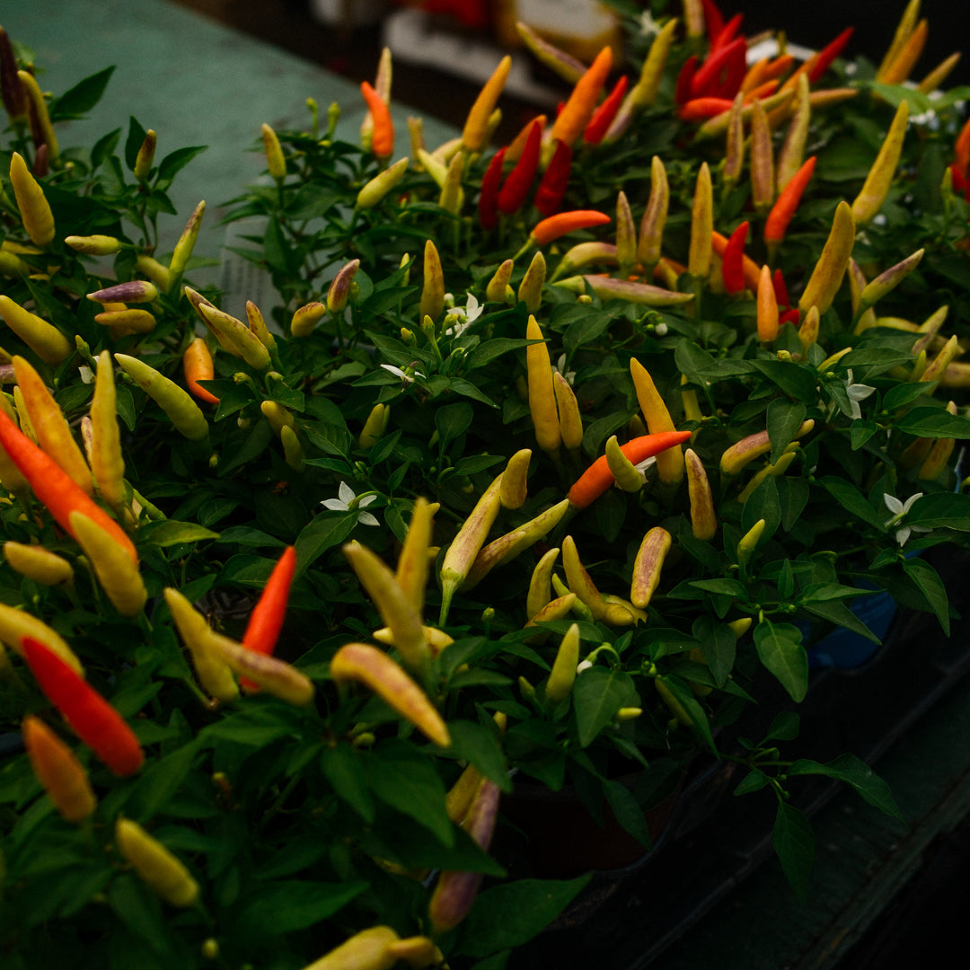 Basket of Fire Hot Pepper (5")